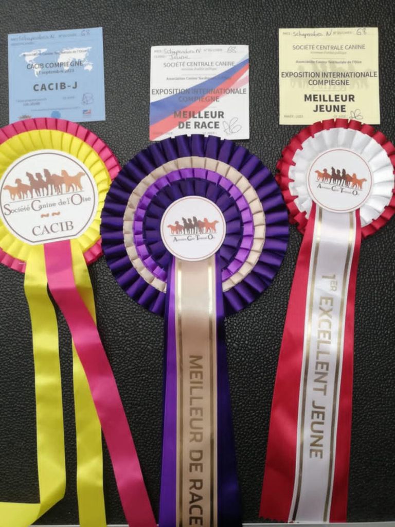 CH. Thylia litha grise Du bois des nonnes - 1er Exc - CACIB J - Meilleur Jeune - Meilleur de Race