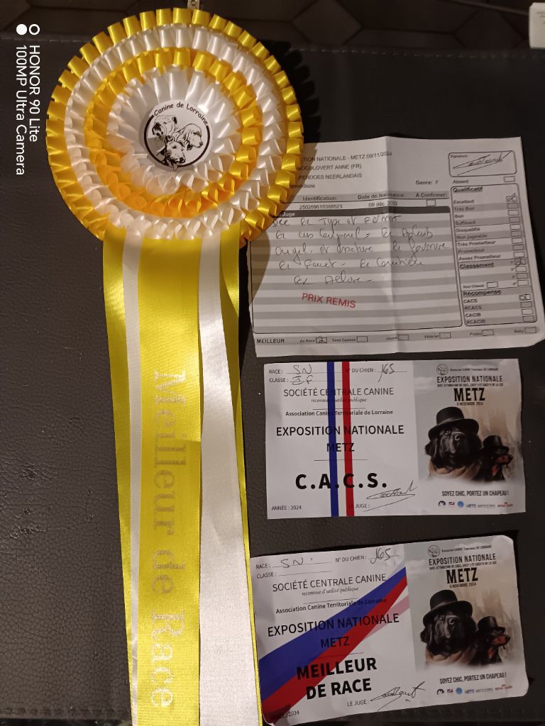 CH. Thylia litha grise Du bois des nonnes - 1er Exc - CACS - Meilleur de Race