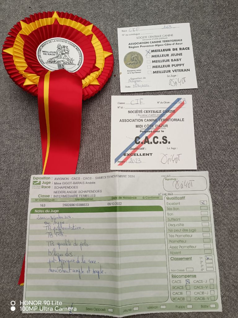 CH. Thylia litha grise Du bois des nonnes - 1er Exc - CACS - Meilleur de Race