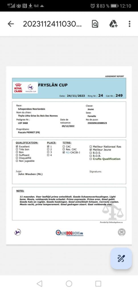 CH. Thylia litha grise Du bois des nonnes - 1er Exc - CACIB J - Meilleur Jeune