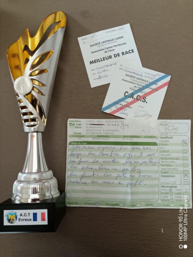 CH. Thylia litha grise Du bois des nonnes - 1er - CACS - Meilleur de Race