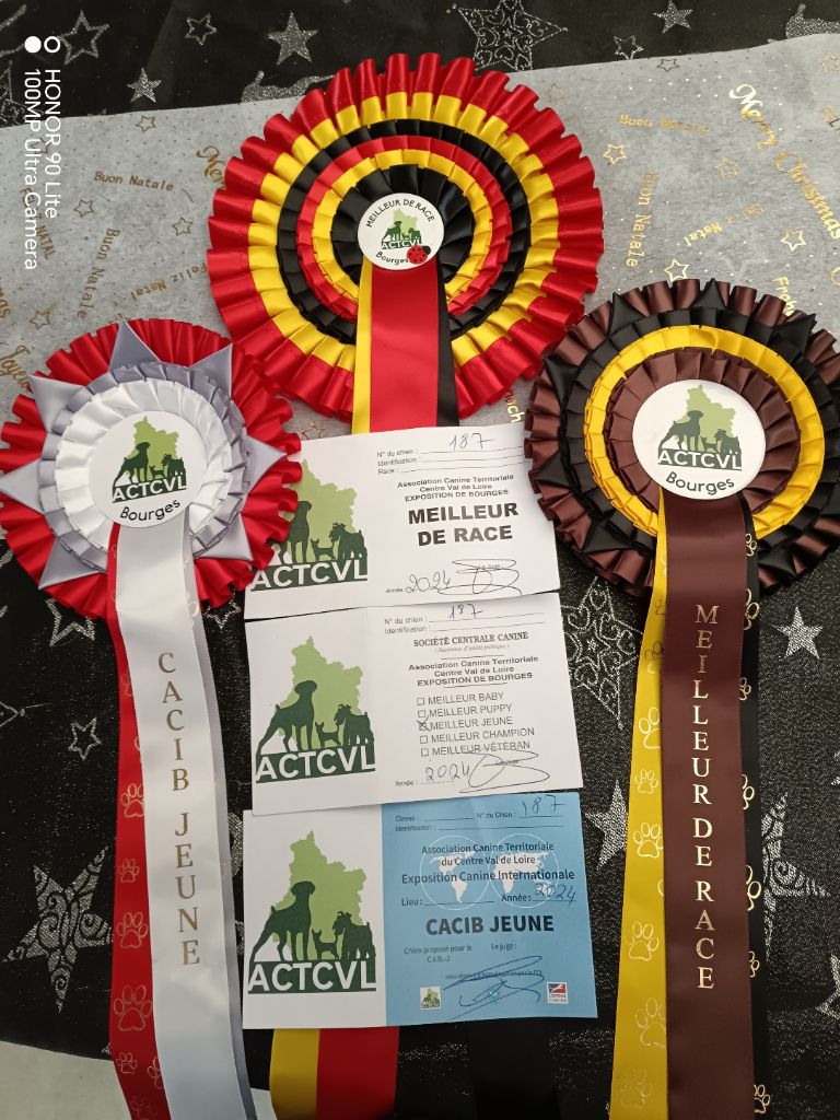 CH. Thylia litha grise Du bois des nonnes - 1er Exc - CACIB J - Meilleur Jeune - Meilleur de Race