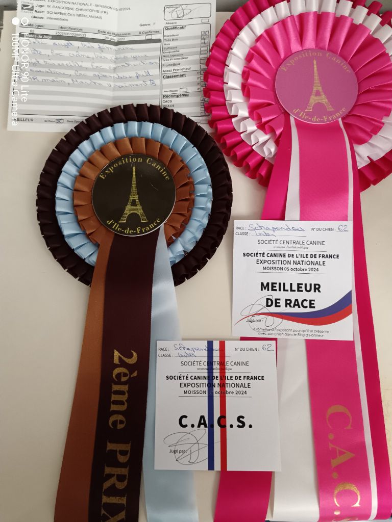 CH. Thylia litha grise Du bois des nonnes - 1er Exc - CACS - Meilleur de Race - 2ème du Groupe 1