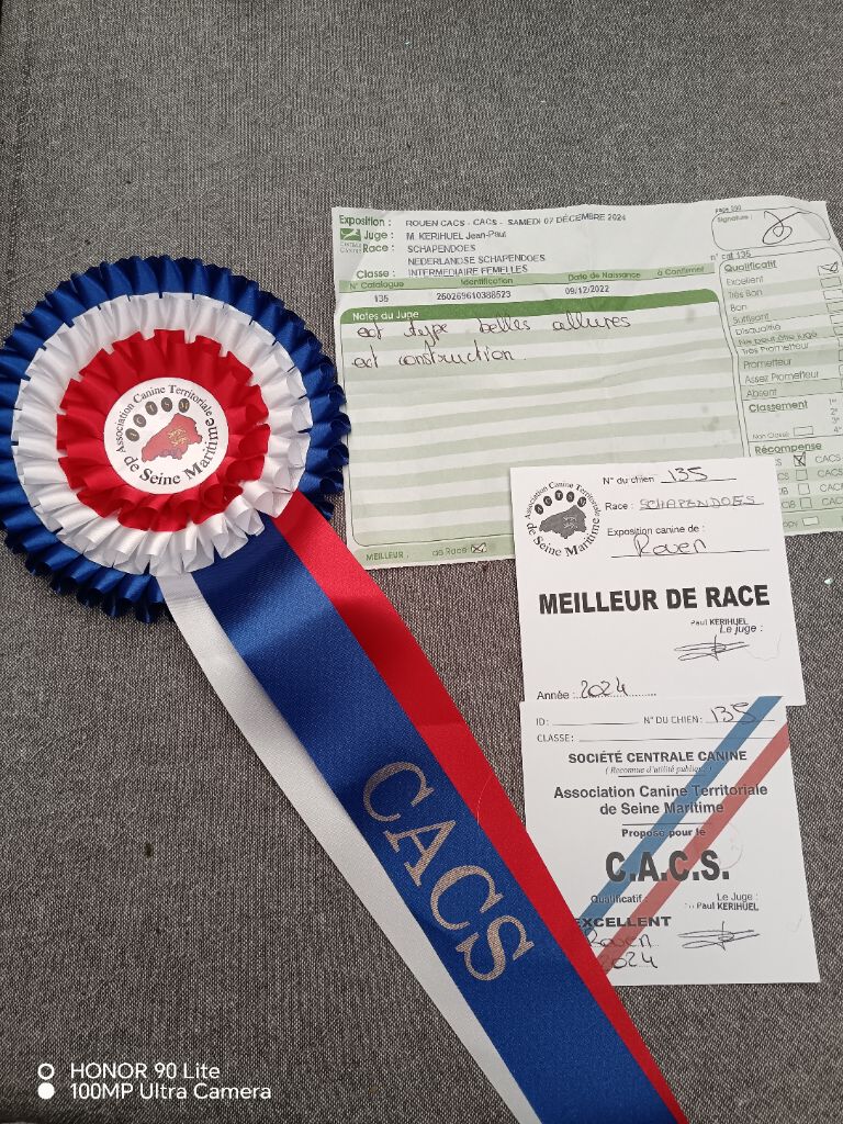 CH. Thylia litha grise Du bois des nonnes - 1er Exc - CACS - Meilleur de Race