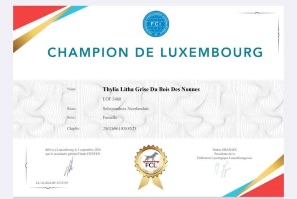 CH. Thylia litha grise Du bois des nonnes - 1er Exc - CACL - RCACIB