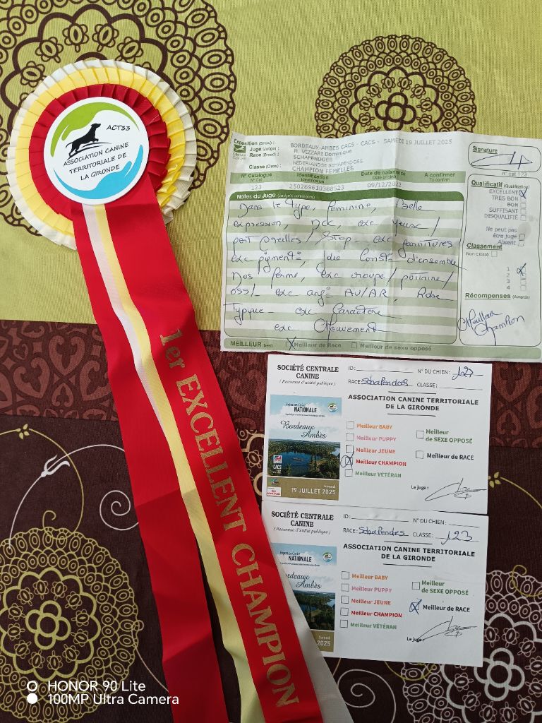 CH. Thylia litha grise Du bois des nonnes - 1er Exc - Meilleur Champion - Meilleur de Race