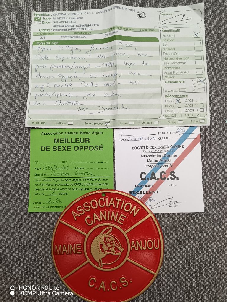 CH. Thylia litha grise Du bois des nonnes - 1er Exc - CACS - Meilleur Sexe Opposé