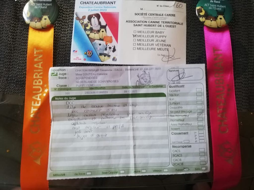 CH. Thylia litha grise Du bois des nonnes - 1ère Très Prometteur - Meilleur PUPPY