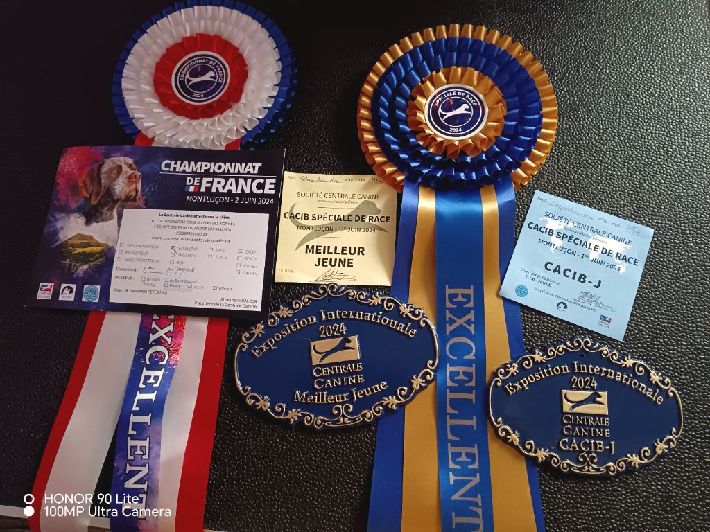 CH. Thylia litha grise Du bois des nonnes - 4ème Exc