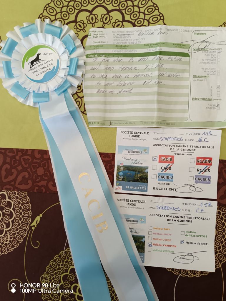 CH. Thylia litha grise Du bois des nonnes - 1er Exc - CACIB - Meilleur Champion - Meilleur de Race