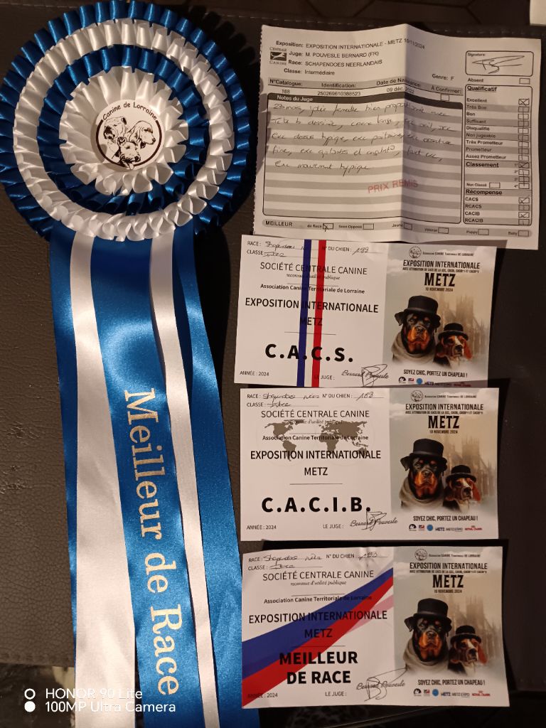 CH. Thylia litha grise Du bois des nonnes - 1er Exc - CACS - CACIB - Meilleur de Race