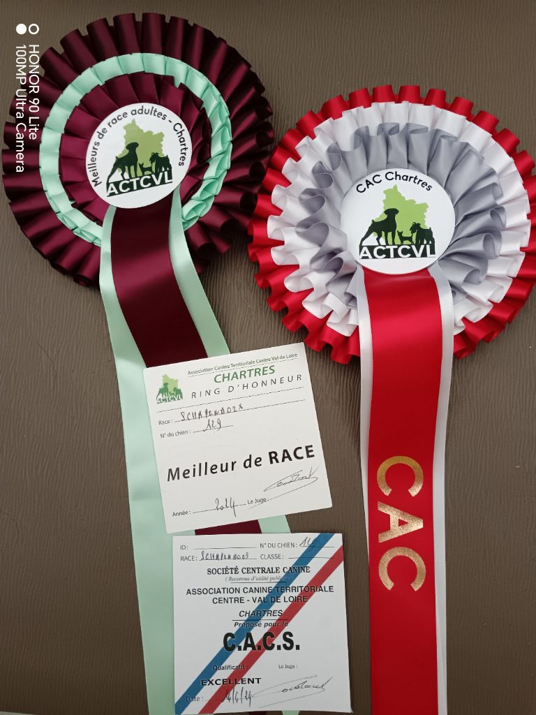 CH. Thylia litha grise Du bois des nonnes - 1er Exc - CACS - Meilleur de Race