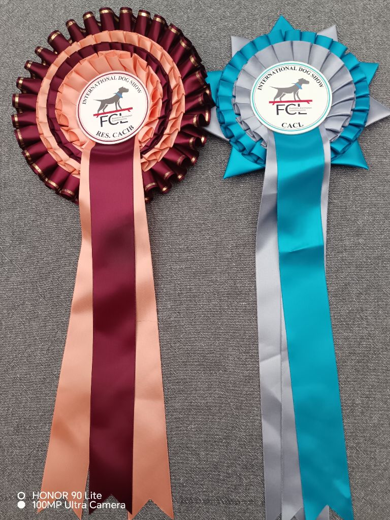 CH. Thylia litha grise Du bois des nonnes - 1er Exc - CACL