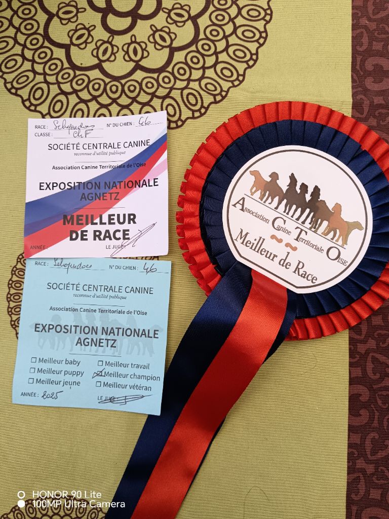 CH. Thylia litha grise Du bois des nonnes - 1er Exc - Meilleur Champion - Meilleur de Race
