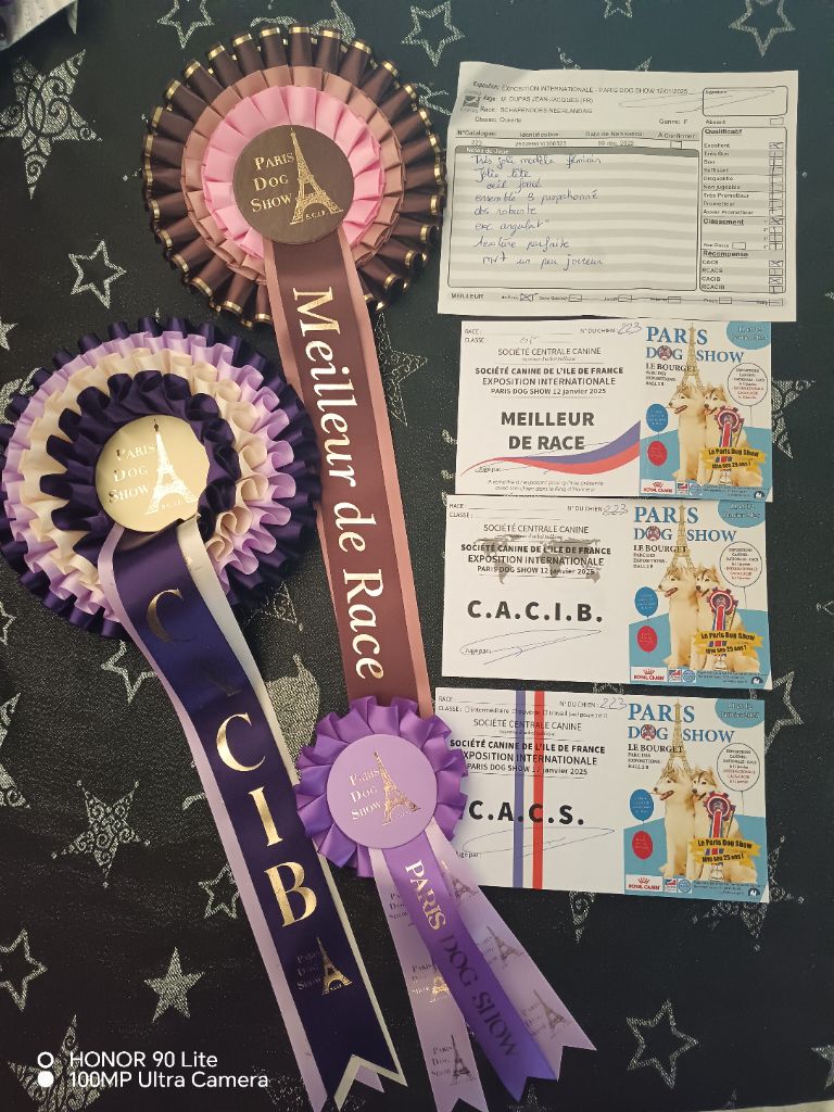 CH. Thylia litha grise Du bois des nonnes - 1er Exc - CACS - CACIB - Meilleur de Race