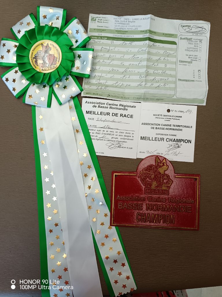 CH. Thylia litha grise Du bois des nonnes - 1er Exc - Meilleur Champion - Meilleur de Race - 2ème du Groupe 1