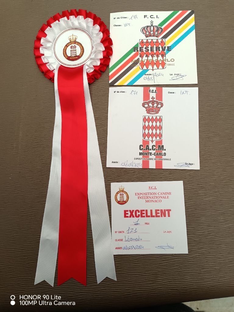 CH. Thylia litha grise Du bois des nonnes - 1er Exc - CACM - RCACIB