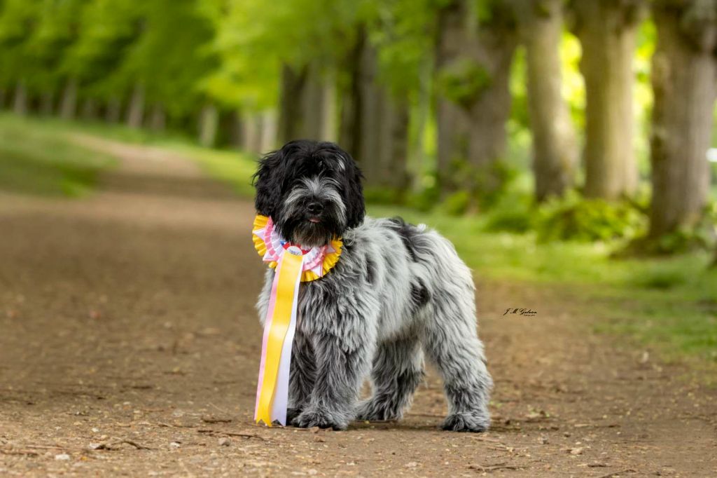 CH. Thylia litha grise Du bois des nonnes - 1er TRES PROMETTEUR - Meilleur BABY