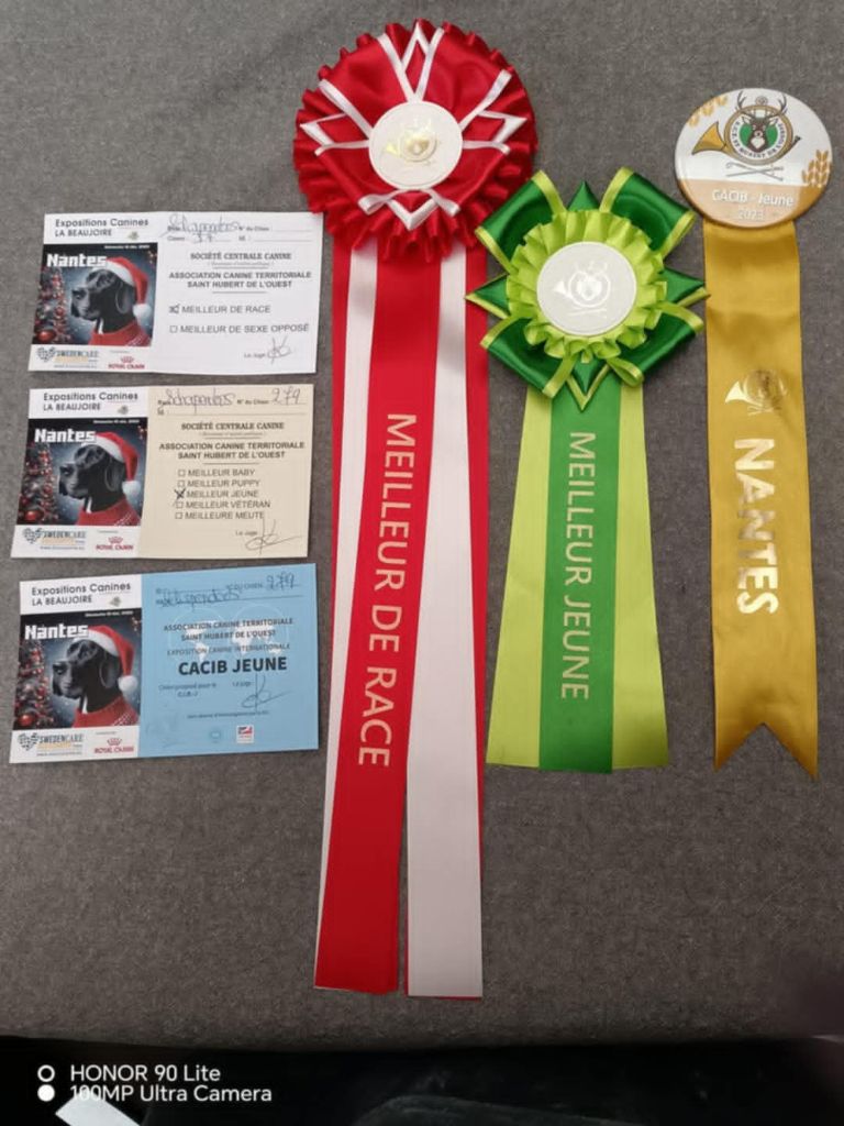 CH. Thylia litha grise Du bois des nonnes - 1er Exc - CACIB J - Meilleur Jeune - Meilleur de Race