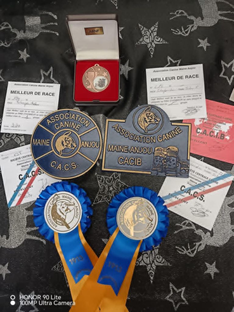 CH. Thylia litha grise Du bois des nonnes - 1er Exc - CACS - CACIB - Meilleur de Race