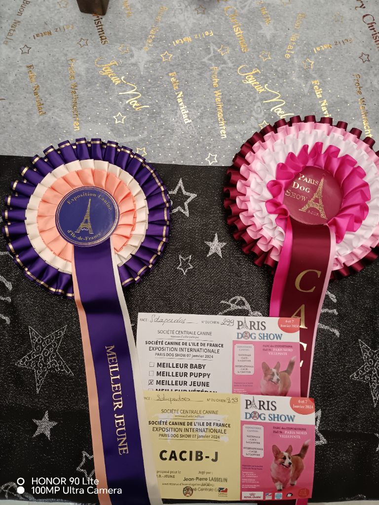 CH. Thylia litha grise Du bois des nonnes - 1er Exc - CACIB J - Meilleur Jeune