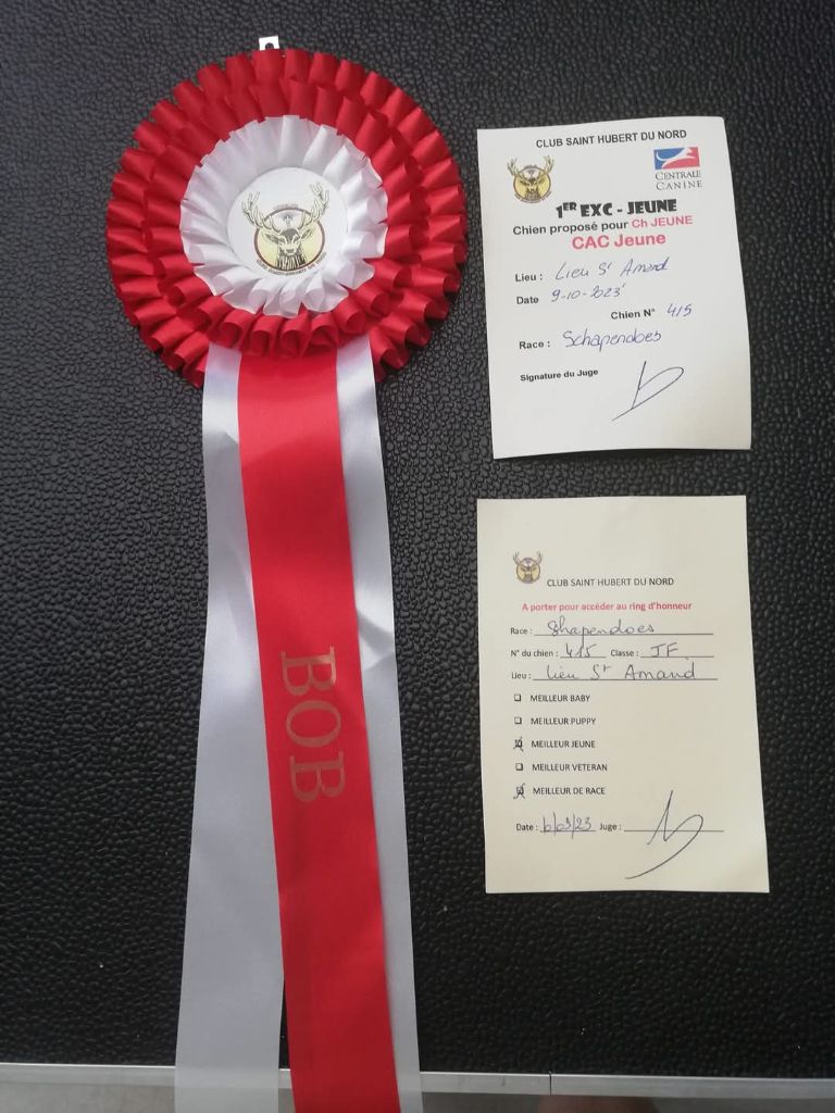 CH. Thylia litha grise Du bois des nonnes - 1er Exc - CACS J - Meileur Jeune - Meilleur de Race