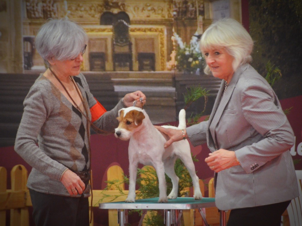 TR. CH. Iris top russell - CAC / CACIB / BOB (Meilleur de Race)