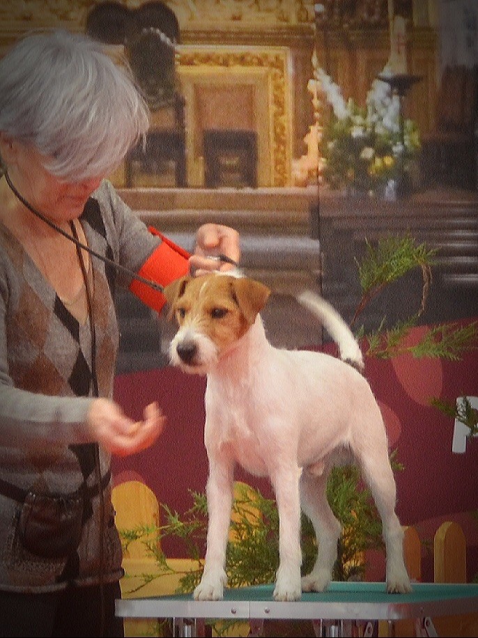 CH. Lipstick of jack and co. - CAC-V / CACIB-V / BOB-V / BOS