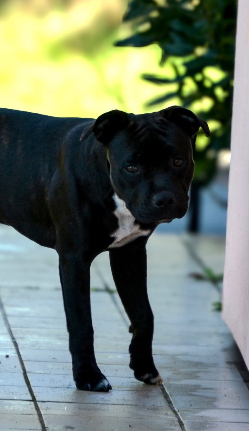 Royal and Legendary Alone heart