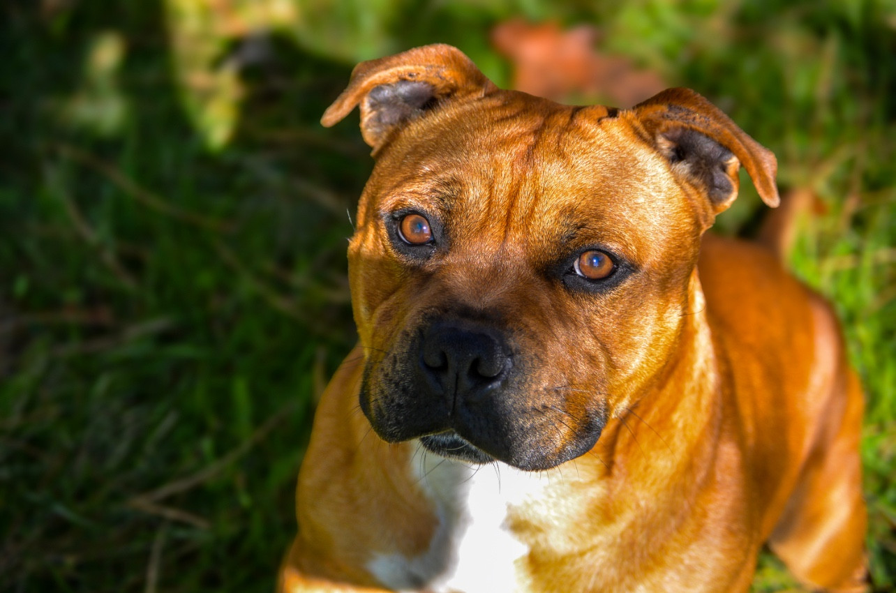 Univers Des Songeurs O'Crocs Blancs