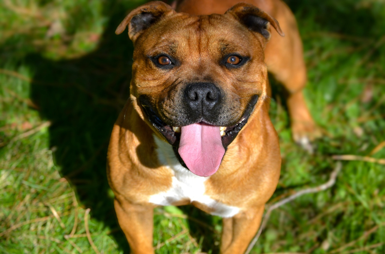 Univers Des Songeurs O'Crocs Blancs