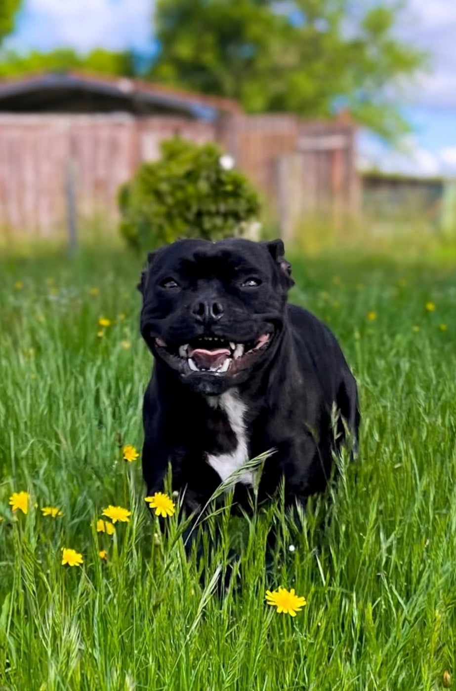 Ultra temptation only Original Stafford Legend