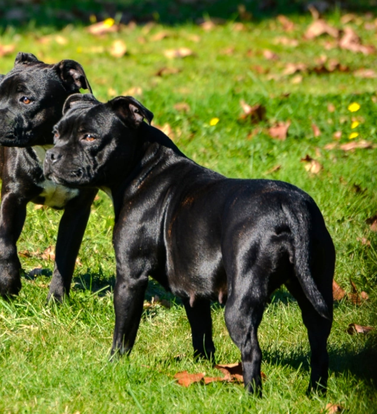 Ultra temptation only Original Stafford Legend