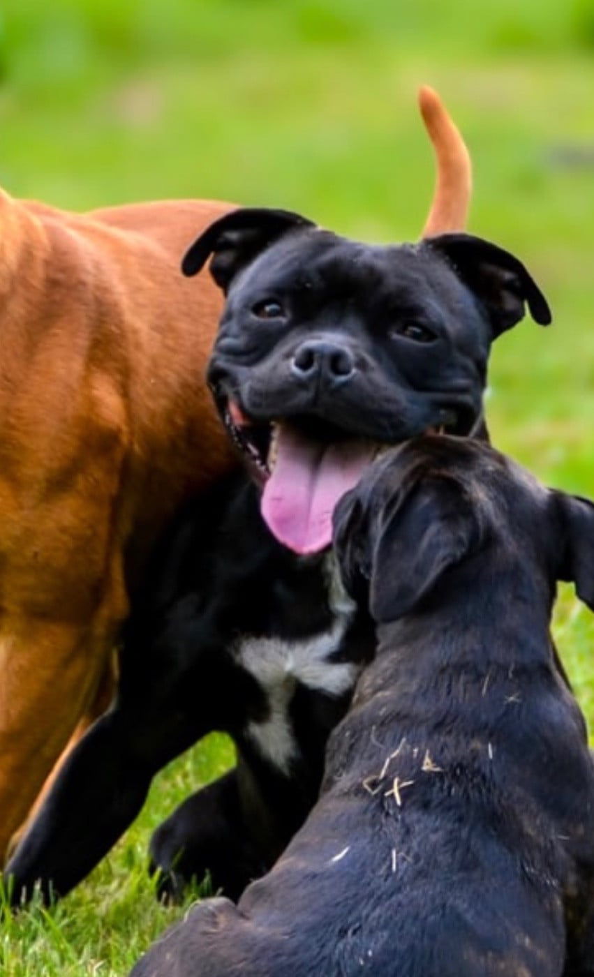 Ultra temptation only Original Stafford Legend