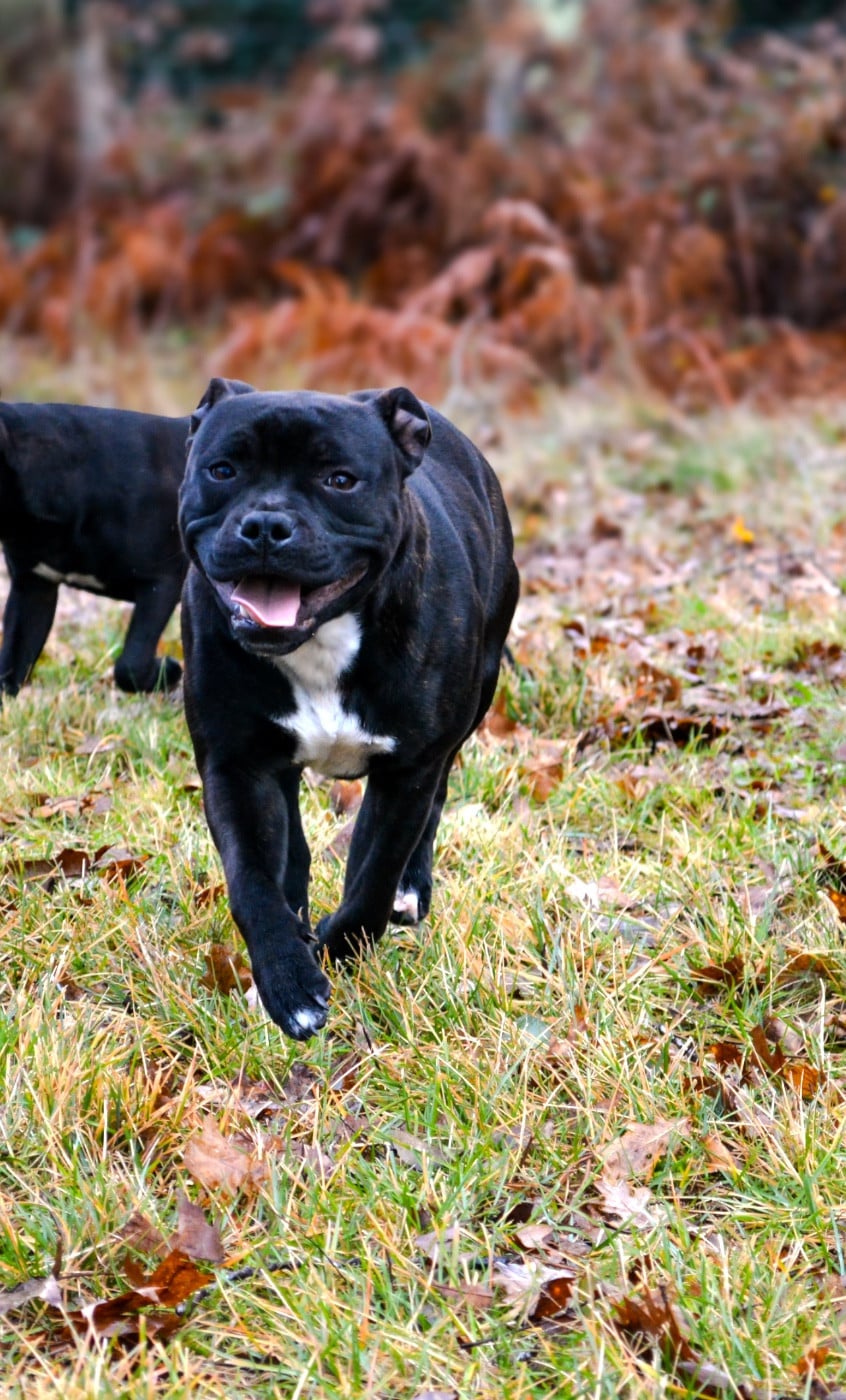 Royal and Legendary Alone heart