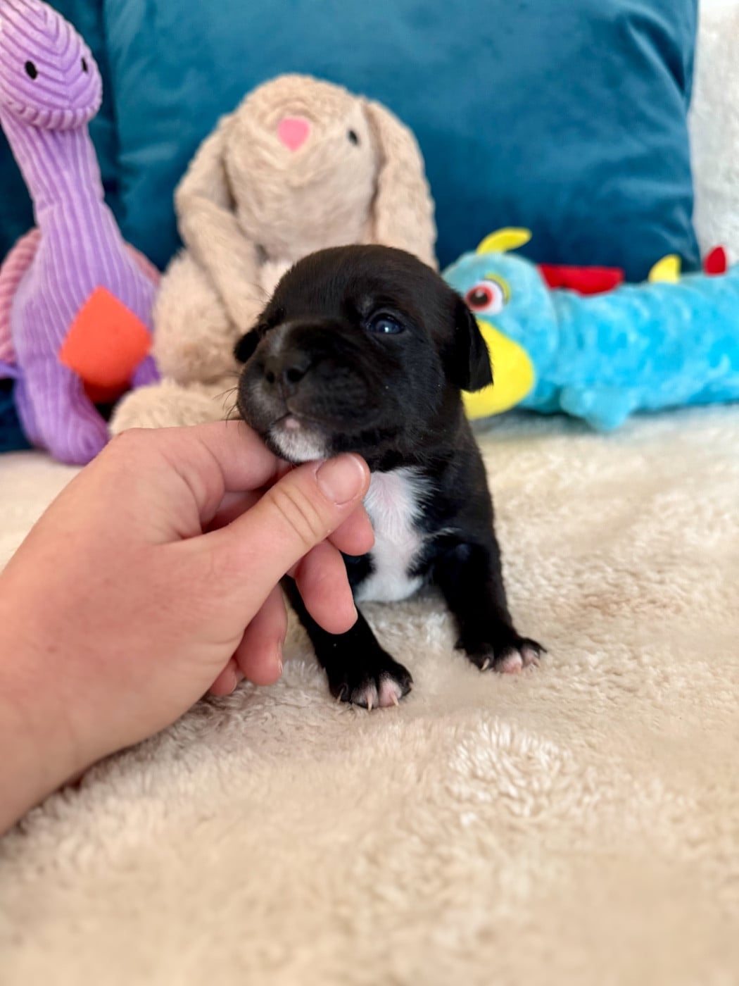 Staffordshire Bull Terrier - Royal and Legendary