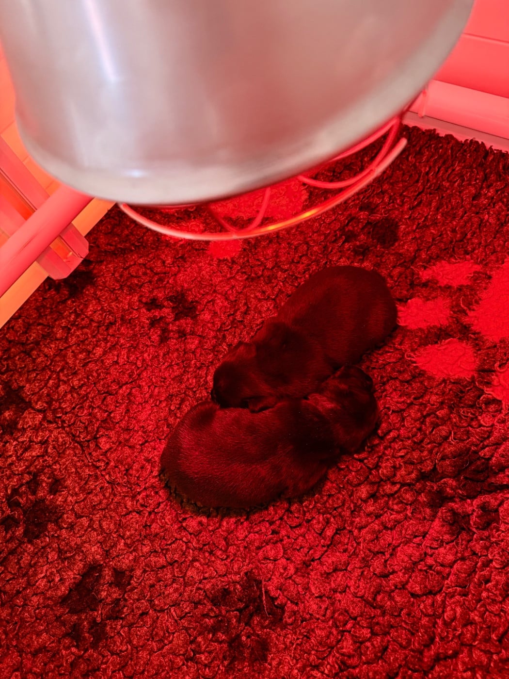 Staffordshire Bull Terrier - Royal and Legendary