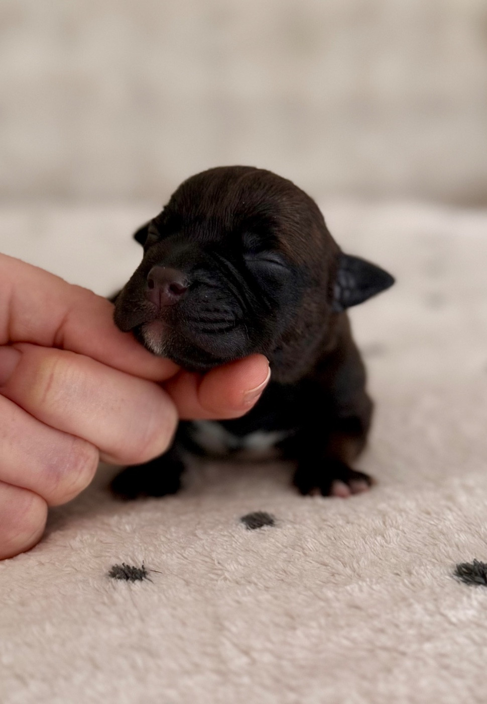 Bind Destinies - Staffordshire Bull Terrier