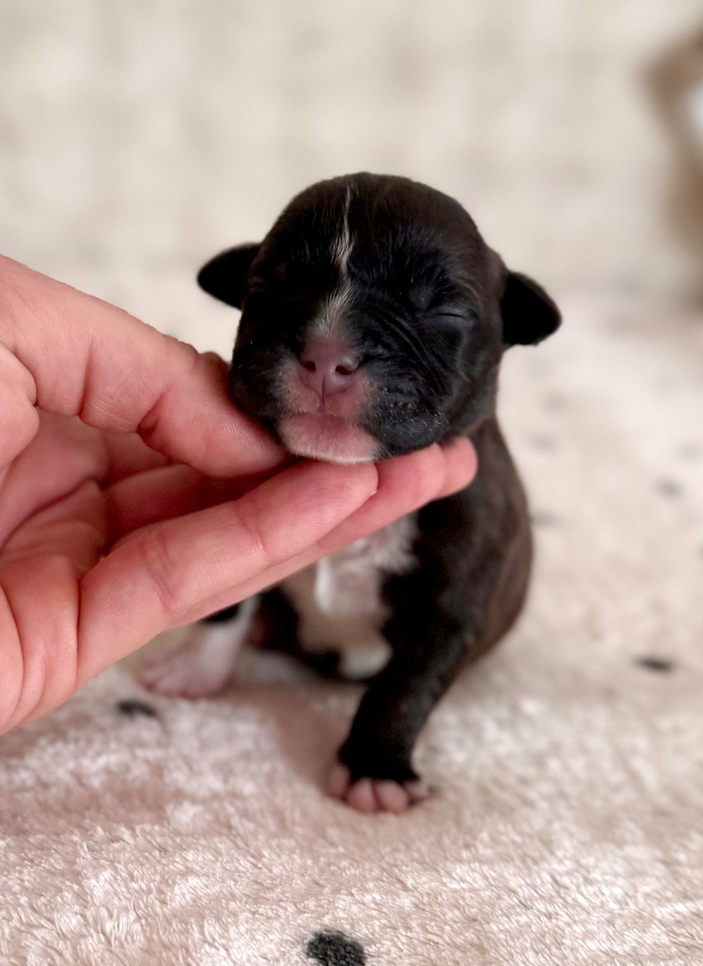 Beneath Soft Moonlight - Staffordshire Bull Terrier