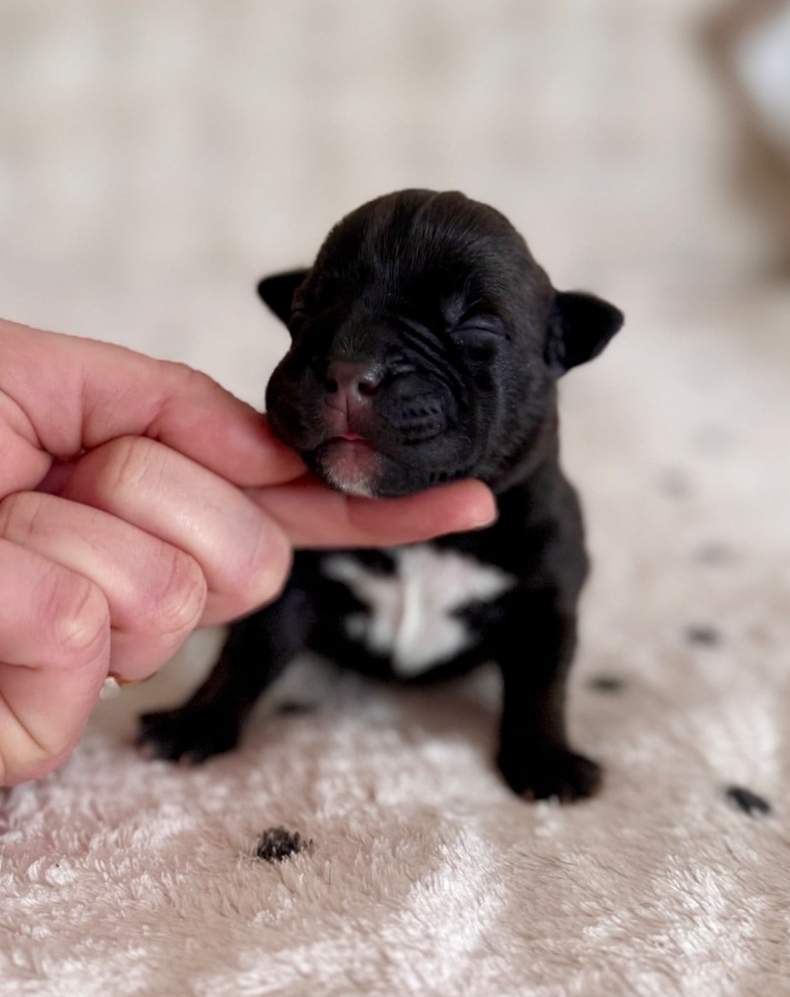 Born to be Queen - Staffordshire Bull Terrier