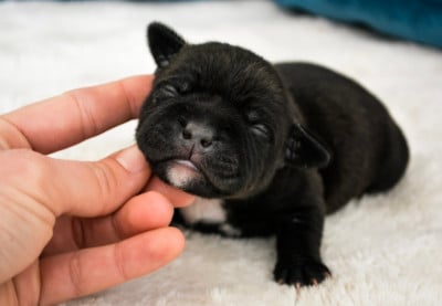 Brave Heart - Staffordshire Bull Terrier