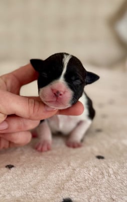 Les chiots de Staffordshire Bull Terrier
