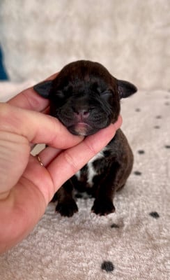 Les chiots de Staffordshire Bull Terrier