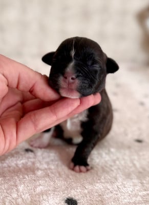 Les chiots de Staffordshire Bull Terrier
