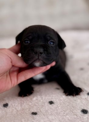 Les chiots de Staffordshire Bull Terrier