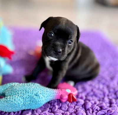 Les chiots de Staffordshire Bull Terrier