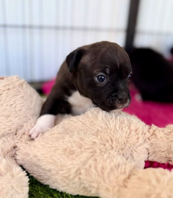 Les chiots de Staffordshire Bull Terrier