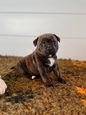 Les chiots de Staffordshire Bull Terrier