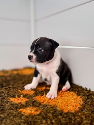 Les chiots de Staffordshire Bull Terrier