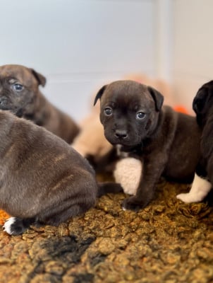 Les chiots de Staffordshire Bull Terrier